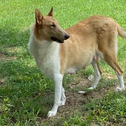 Gypsy - Collie