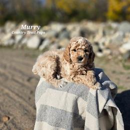 Goldendoodle and Poodle Puppies from Country Trail Pups
