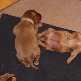Cavalier King Charles Spaniel and Cavapoo Puppies from Country Life Cavaliers