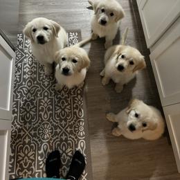 Golden Retriever Puppies from Wise-Taylor Goldens