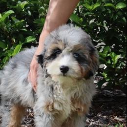 Bernie - Bernedoodle