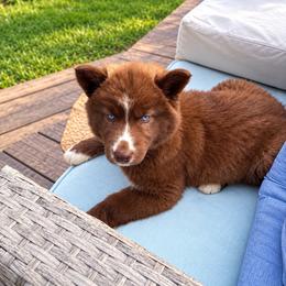 Rhiannon - Red and white female Siberian Husky puppy in Oakwood, Ohio from Moonlight Siberian Huskies