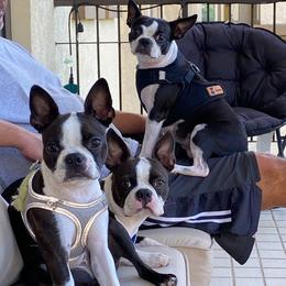 Boston Terrier Puppies from I Love Pups