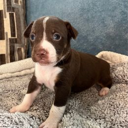 Busy Bee - White, chocolate and tan female Rat Terrier puppy in Red Bluff, California from Sugar Baby Bostons