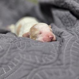 Roux - Parti male Poodle puppy in Conroe, Texas from Pear house farm