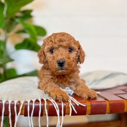 Nugget - Apricot male Goldendoodle puppy in Jackson, Tennessee from Doodlebug Farms