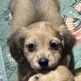 Opal - Cream female Dachshund puppy in Crestview, Florida from Neverending Dachies