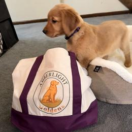 Purple Collar - Golden female Golden Retriever puppy in Chesapeake, Virginia from AmberLight Goldens