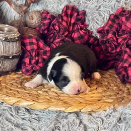 Hermione - Black & white female Toy Australian Shepherd puppy in California from Eagle River Aussies