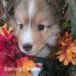 STERLING - Sable and white female Shetland Sheepdog puppy in Yavapai County, Arizona from Windsong Shelties