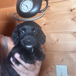 Vader - Black male Dachshund puppy in Cheyenne, Wyoming from Great Basin Hounds