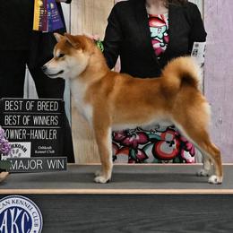 Rush - Shiba Inu
