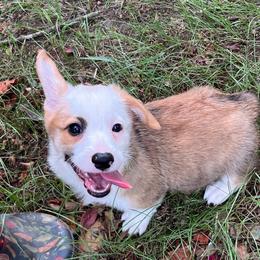 Valor - Sable male Pembroke Welsh Corgi puppy in Hope, Arkansas from Foxy Knoll Farm