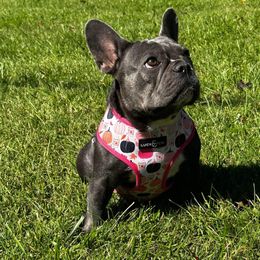 French Bulldog and Pug Puppies from Peachy Pugs