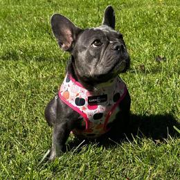 French Bulldog and Pug Puppies from Peachy Pugs