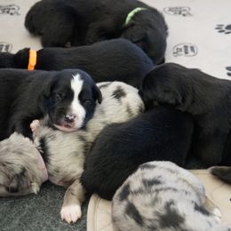 Australian Shepherd Puppies from Crown C Aussies