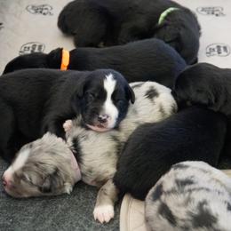 Australian Shepherd Puppies from Crown C Aussies