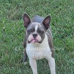 Legacy - Boston Terrier