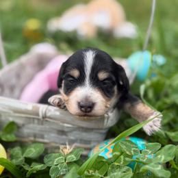 Black n cream 2- 2150 - Black and cream female Dachshund puppy in Nashville, Arkansas from Whisenhunt Farms