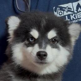 Rita - Black and white female Pomsky puppy in Spring Hill, Florida from PDQ Pomskies
