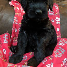 Giant Schnauzer Puppies from Riesenschnauzers von Reh Bach
