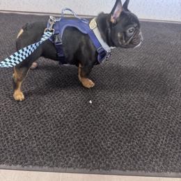 Ben - French Bulldog