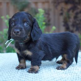 Bentley - Black and tan male Dachshund puppy in Mapleton, Utah from Utah County Dachshunds