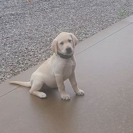 Diamond - Yellow female Labrador Retriever puppy in Woodburn, Indiana from Marlene's Labrador Retrievers