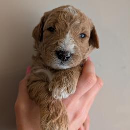 Orange - Apricot male Goldendoodle puppy in Midland, North Carolina from Alger Farm, LLC