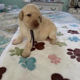 Wonder Woman - Cream female Goldendoodle puppy in Pensacola, Florida from Goldendoodles Love You in Pensacola Friend Edition