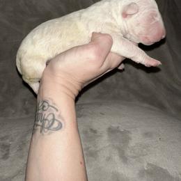Boy 2 - White male Bull Terrier puppy in Trussville, Alabama from Alabama Bull Terriers