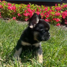Boy 6 - Black and tan male French Bulldog puppy in Des Moines, Iowa from Frenchie Dreams Come True