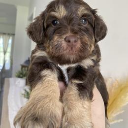Liam - Chocolate sable male Havapoo puppy in Dothan, Alabama from Leo’s Teddy Bear doodles
