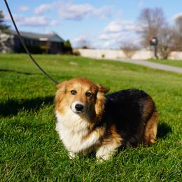 Fluffy Coat- Montana - Black and tan female Pembroke Welsh Corgi puppy in Berea, Kentucky from SunShine Corgis