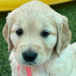 Cali - Golden female Golden Retriever puppy in Fresno, California from Warwick’s Central California Goldens