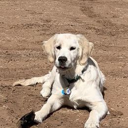 Golden Retrievers from Snowsprings Goldens