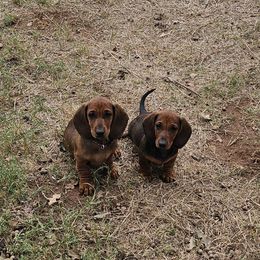 Dachshunds from Rachel's Dachshunds