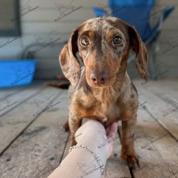 Nova - Dapple female Dachshund puppy in Gatesville, Texas from Emily’s Doxie Domain