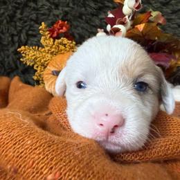 Mochi - Sable and white female American Corgi puppy in Paxton, Illinois from McGovern Family Corgis