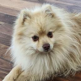 Himi - Pomeranian
