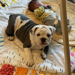 Beagle and Bulldog Puppies from Bluebonnet Kennels
