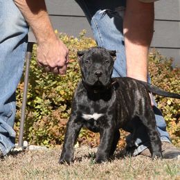 Brown Collar - Tiger male Perro de Presa Canario puppy in Pocahontas, Illinois from Cabeza Grande Kennel