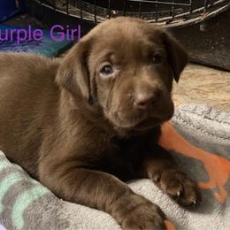 Labrador Retriever Puppies from North Star Retrievers