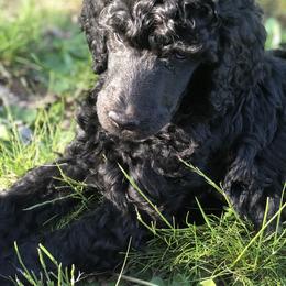 Poodle Puppies from Oakridge Standard Poodle