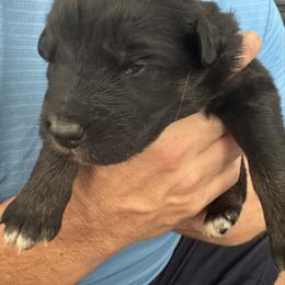 Black tri boy 4 - Black tri-color male Australian Shepherd puppy in Nezperce, Idaho from Willow Creek Farm