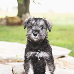 Girl 2 red collar - Salt and pepper female Miniature Schnauzer puppy in Woodburn, Kentucky from Southern Kentucky Schnauzers