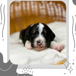 Mabel - Tri-color female Bernedoodle puppy in Sterling, Colorado from North 40 Doodles