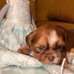 Arlo - Red and white male Shih Tzu puppy in Wilkesboro, North Carolina from Frannie and Annie Shih Tzu Babies