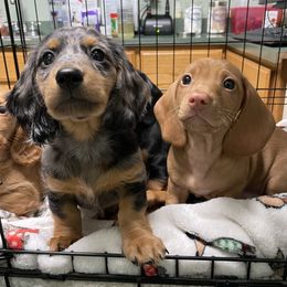 Dachshund Puppies from Triple L Dachshunds