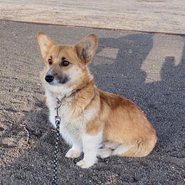 Claire - Pembroke Welsh Corgi